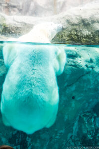 polar bear holding onto a rock behind a glass